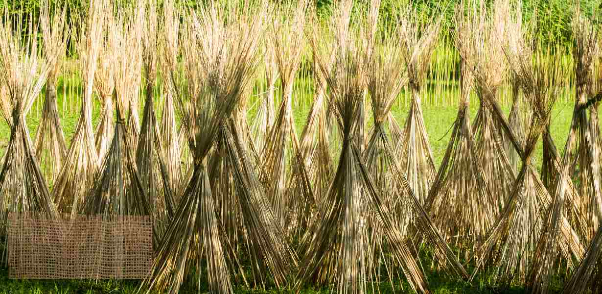 raw jute processing